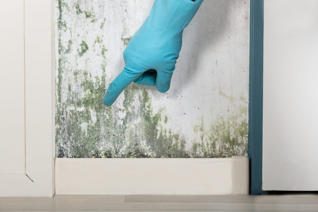 Person Showing The Wall Covered With Lichen › 스타일리쉬 플레이스 파란 장갑을 낀 손이 곰팡이가 핀 벽을 가리키고 있는 모습. 곰팡이의 발생 원인과 해결의 필요성을 강조하는 장면.