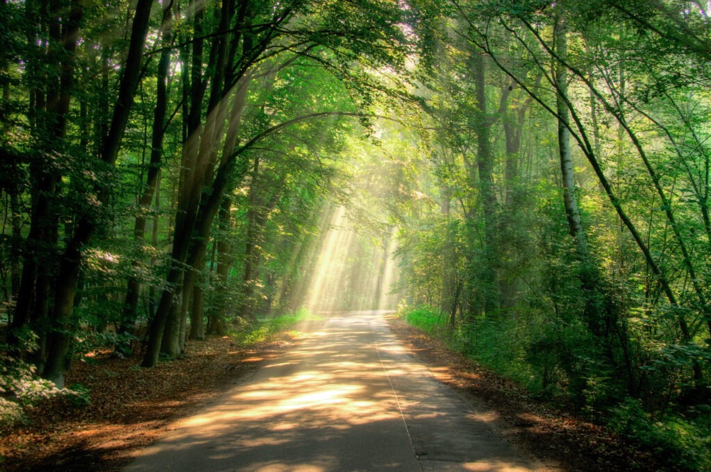 peaceful-forest-path-serenity › 스타일리쉬 플레이스 빛이 비치는 평화로운 숲길