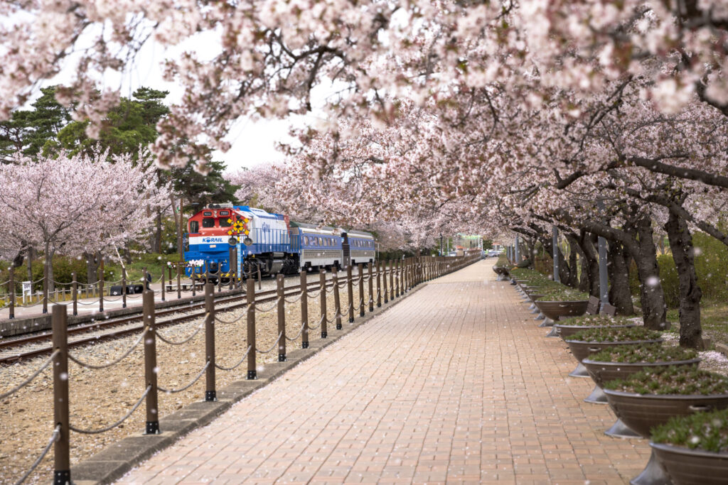 경화역 벚꽃 명소 › 스타일리쉬 플레이스 봄꽃 명소 경화역에서 벚꽃 터널을 지나가는 코레일 열차